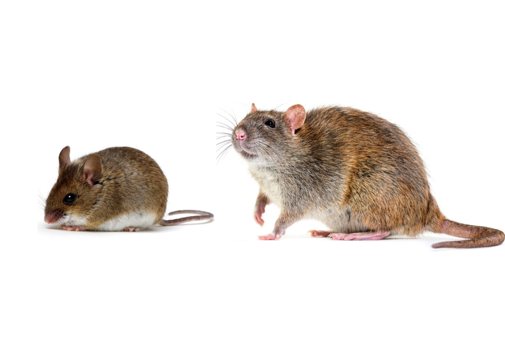 Mouse compared to rat isolated